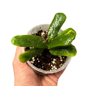 Hoya rotundiflora