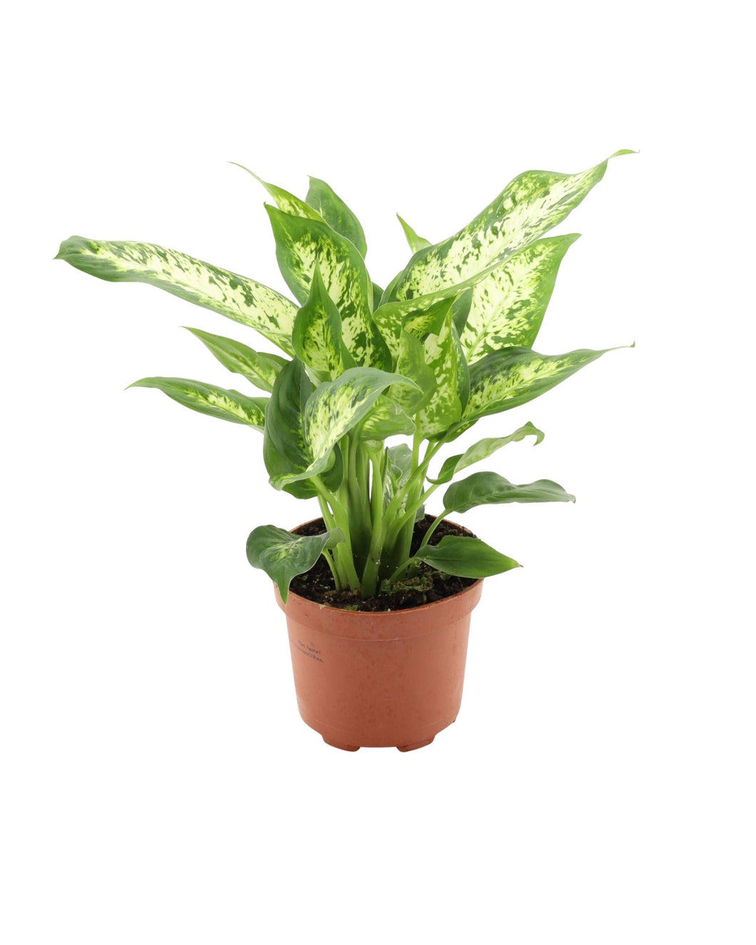 Dieffenbachia 'Compacta'