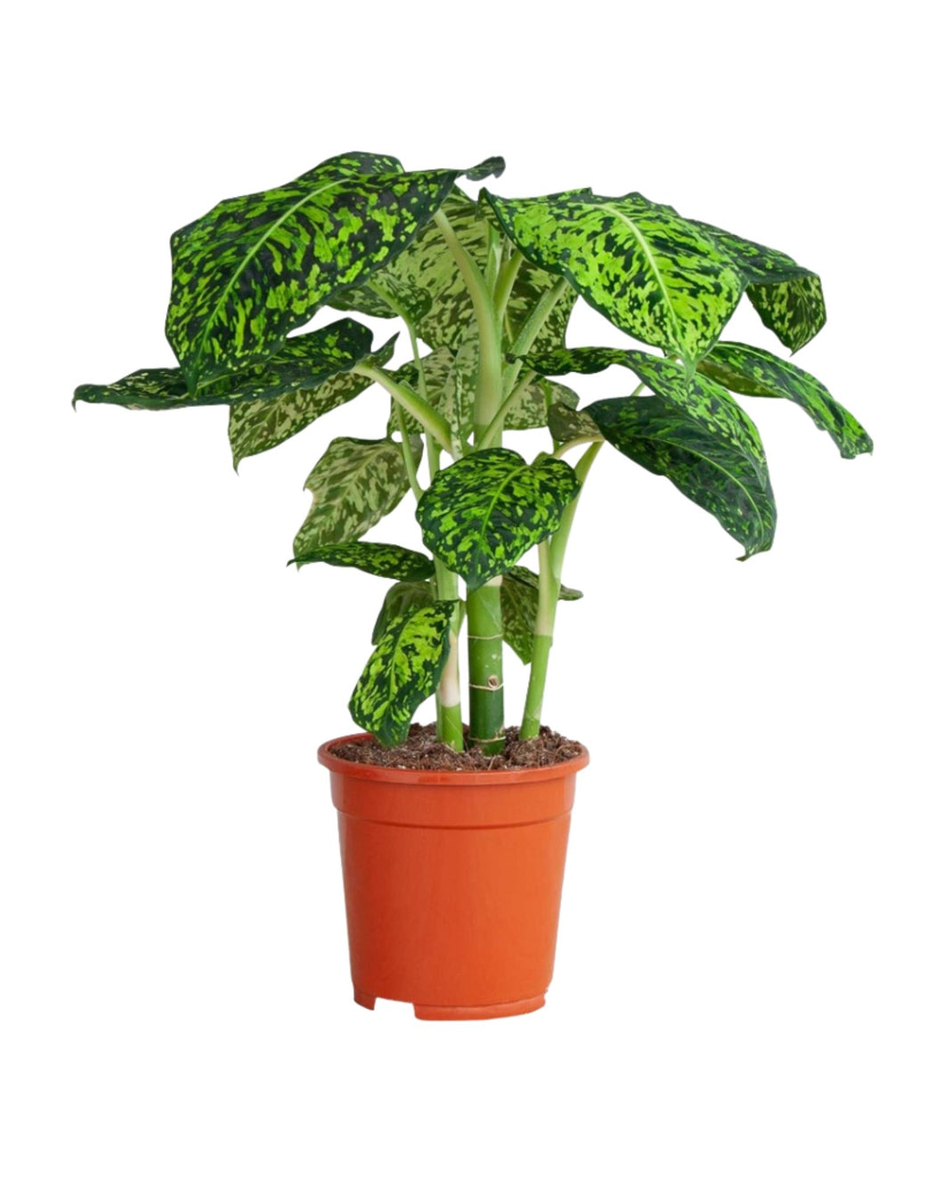 Dieffenbachia 'Reflector'