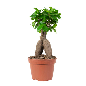 Root Houseplants