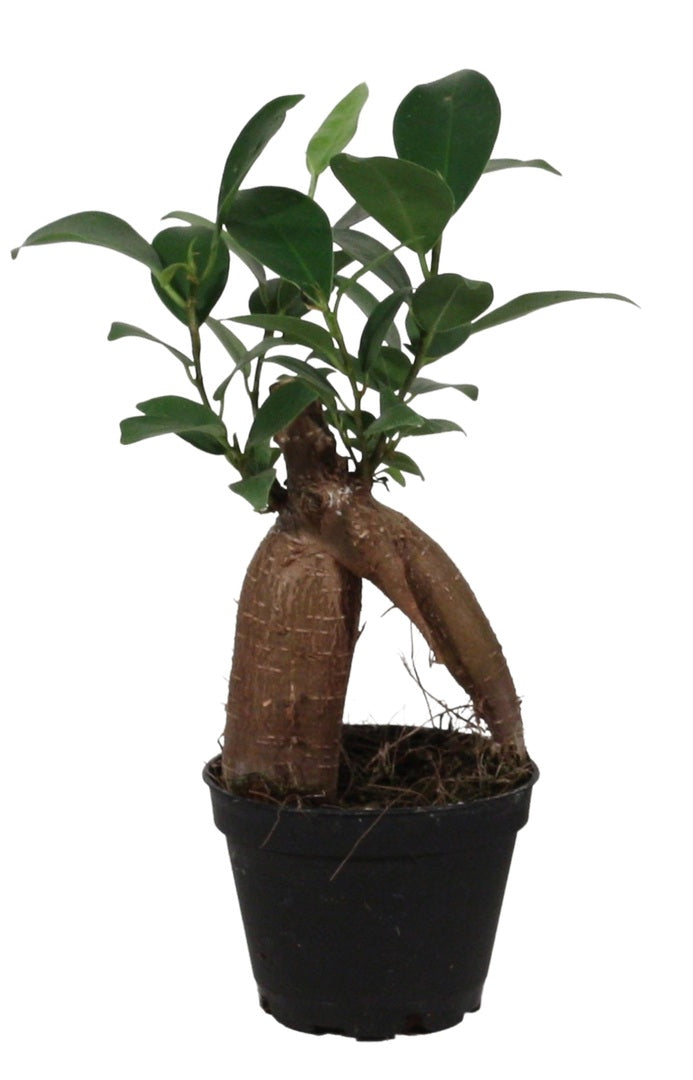 Root Houseplants