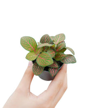 Carica l&#39;immagine nel visualizzatore di Gallery, Fittonia albivenis
