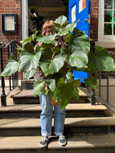 Afbeelding in Gallery-weergave laden, 100cm Homalomena rubescens Maggy large heart-shaped plant - XL Statement Plants UK At-Home Installation
