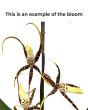 Load image into Gallery viewer, × Brassidium Spider Star gx &#39;Toscana&#39; (Syn. Brassia ‘Toscana’)
