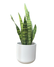 Load image into Gallery viewer, Houseplant and Pot Gift
