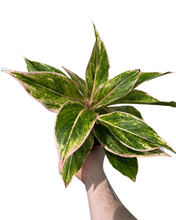 Load image into Gallery viewer, Aglaonema &#39;Pink Lipstick&#39;
