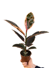 Load image into Gallery viewer, Ficus elastica
