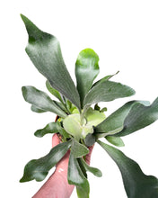Load image into Gallery viewer, Platycerium bifurcatum - Staghorn fern
