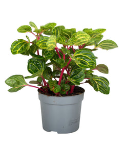 Irésine diffusa f. Herbstii (syn. Iresine herbstii)