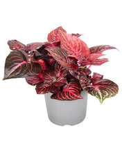 Lade das Bild in den Galerie-Viewer, Iresine diffusa f. Herbstii &#39;Bloodleaf&#39; (syn. Iresine herbstii)

