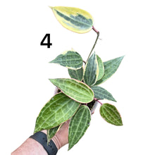 Load image into Gallery viewer, Hoya latifolia &#39;Variegata&#39; (previously macrophylla)
