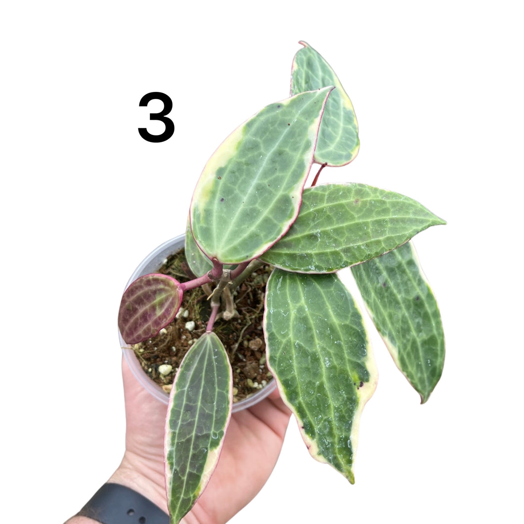 Hoya latifolia 'Variegata' (previously macrophylla)