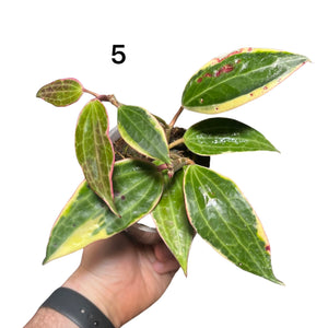 Hoya latifolia 'Variegata' (previously macrophylla)