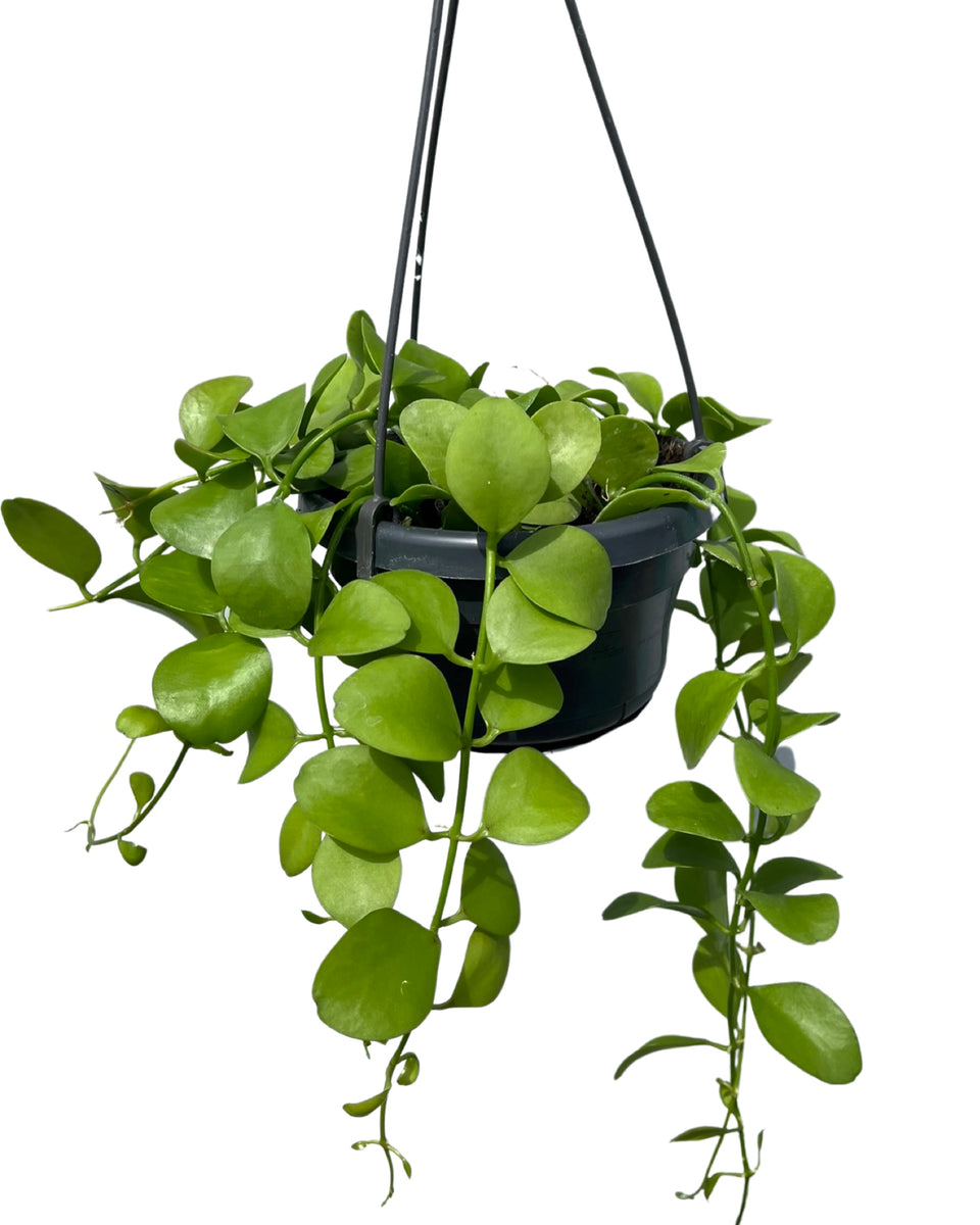 Buy Dischidia imbricata Houseplant - Express UK Delivery – Root Houseplants