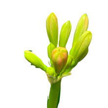 Load image into Gallery viewer, Clivia miniata

