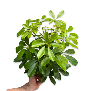 Schefflera arboricola 'Nora' (syn. Heptapleurum arboricola)