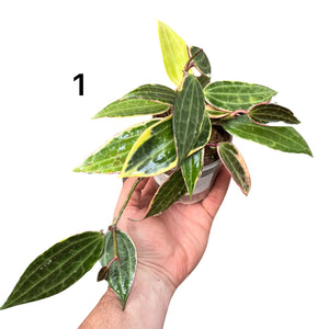 Hoya latifolia 'Variegata' (previously macrophylla)