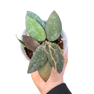Hoya caudata 'Sumatra'