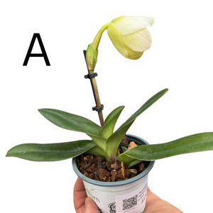 Paphiopedilum Hybrid