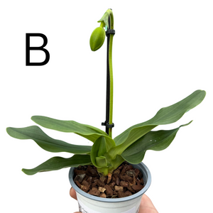 Paphiopedilum Hybrid