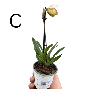 Paphiopedilum Hybrid