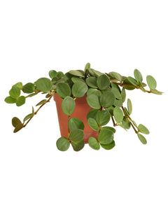 Peperomia 'Hope'