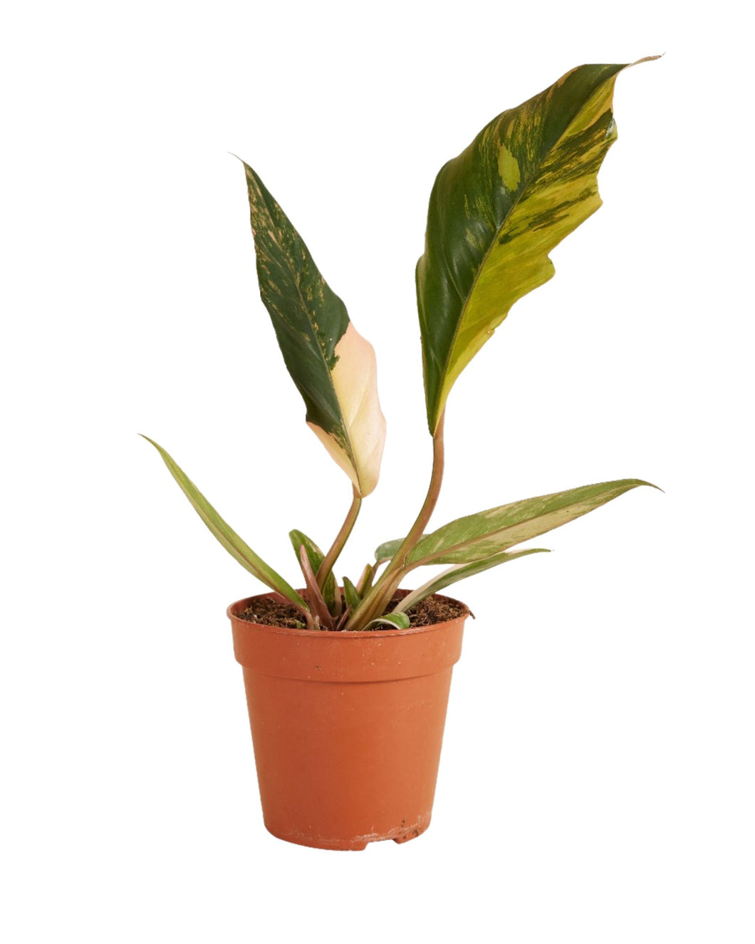 Philodendron 'Caramel Marble'