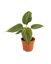 Lade das Bild in den Galerie-Viewer, Philodendron &#39;Majestic&#39;
