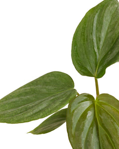 Philodendron 'Majestic'