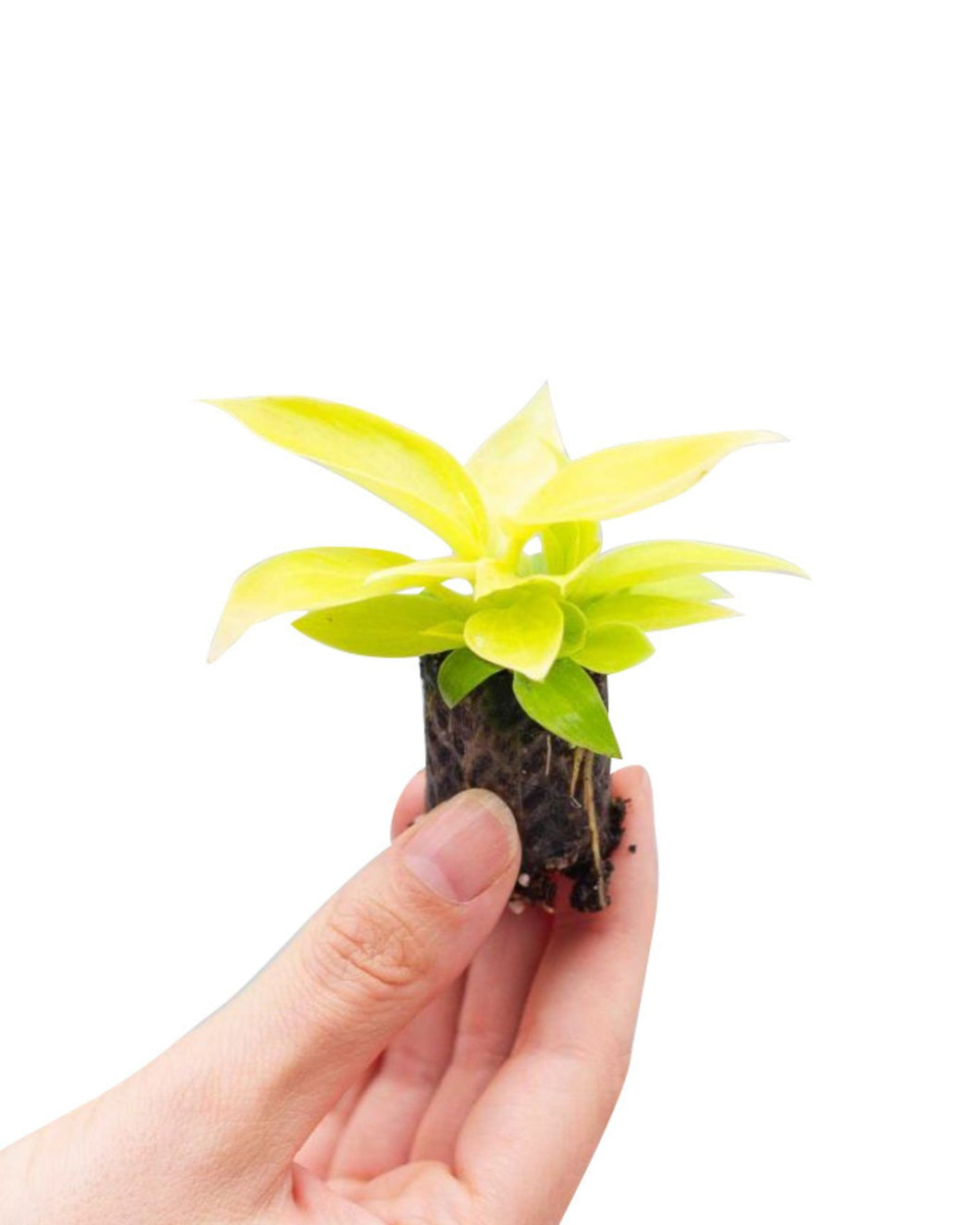 Philodendron 'Moonlight'