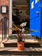 Afbeelding in Gallery-weergave laden, 90cm Philodendron Rojo Congo large indoor plant - XL Statement Plants UK At-Home Installation
