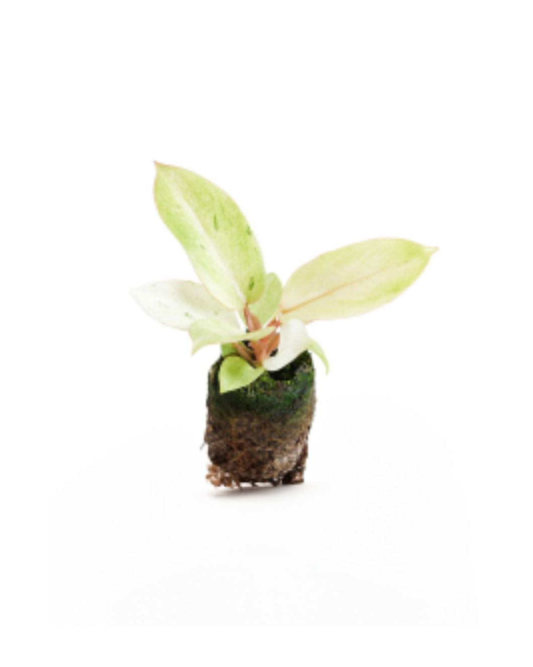 Philodendron 'Snowdrift'