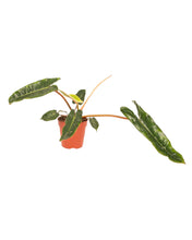 Lade das Bild in den Galerie-Viewer, Philodendron billietiae
