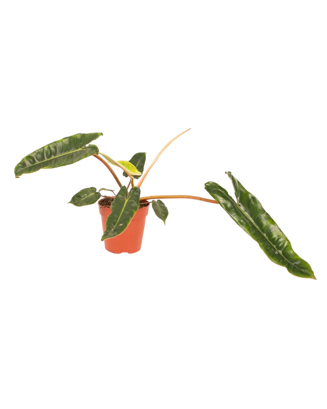 Philodendron billietiae