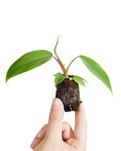 Afbeelding in Gallery-weergave laden, Philodendron mayoi
