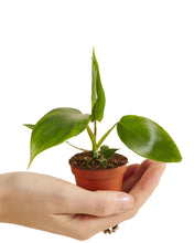 Afbeelding in Gallery-weergave laden, Philodendron pedatum &#39;Glad Hands&#39;
