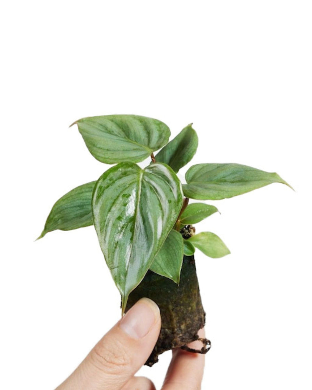 Philodendron sodiroi
