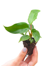 Afbeelding in Gallery-weergave laden, Philodendron squamiferum
