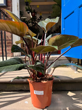 Afbeelding in Gallery-weergave laden, Potted plant on a step with a blue door in the background
