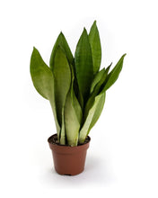 Lade das Bild in den Galerie-Viewer, Sansevieria trifasciata &#39;Moonshine&#39;
