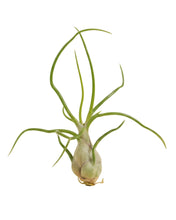 Afbeelding in Gallery-weergave laden, Tillandsia bulbosa
