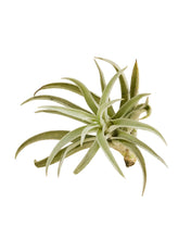 Charger l'image dans la galerie, Tillandsia harrissi
