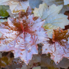 Heuchera micrantha 'Palace Purple'
