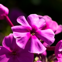 Load image into Gallery viewer, Phlox paniculata &#39;Laura&#39;
