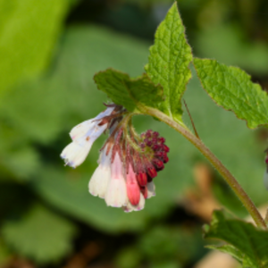 Symphytum grandiflorum