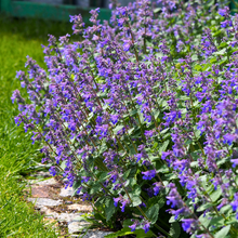 Load image into Gallery viewer, Nepeta faassenii
