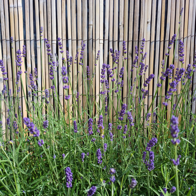 Lavandula angustifolia 'Hidcote'