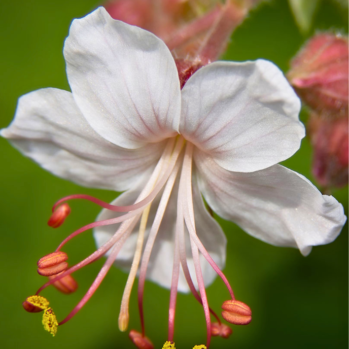 Geranium macrorrhizum 'Spessart'