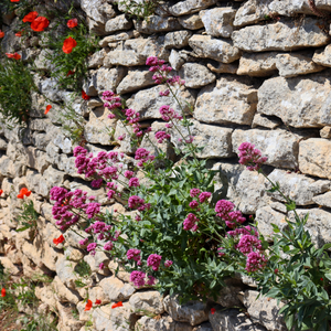 Centranthus ruber 'Coccineus'