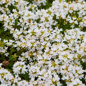 Thymus praecox 'Albiflorus' - White Creeping Thyme